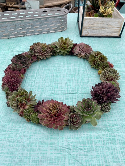 18" Live Sempervivum Succulent Wreath