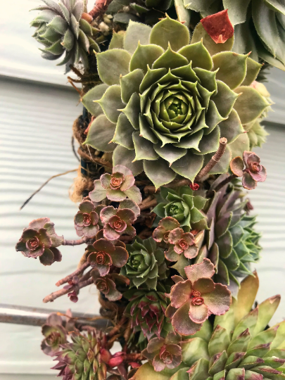 Living Wreath Live Succulent Door or Window Wreath or Table Centerpiece with Frost Hardy Sempervivum Succulents - 16 inch