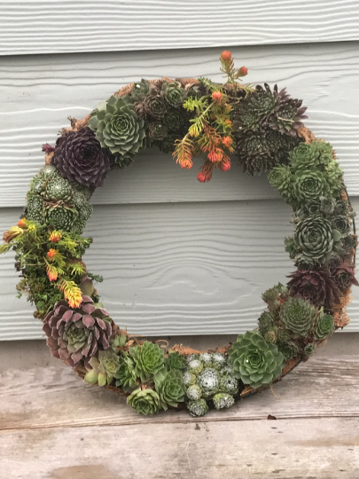Living Wreath Live Succulent Door or Window Wreath or Table Centerpiece with Frost Hardy Sempervivum Succulents - 16 inch