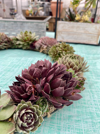 Succulent Door Window Wreath using Live Cold and Frost Hardy Sempervivum Plants - 18 inch