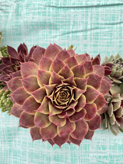 Succulent Door Window Wreath using Live Cold and Frost Hardy Sempervivum Plants - 18 inch