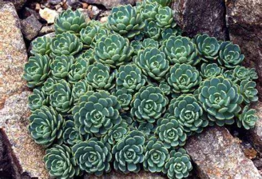 "White Diamond" Stonecrop Sedum Succulent Plant - 4 inch pot