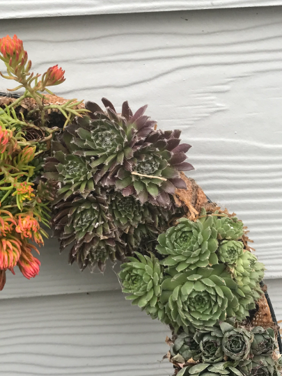 Living Wreath Live Succulent Door or Window Wreath or Table Centerpiece with Frost Hardy Sempervivum Succulents - 16 inch