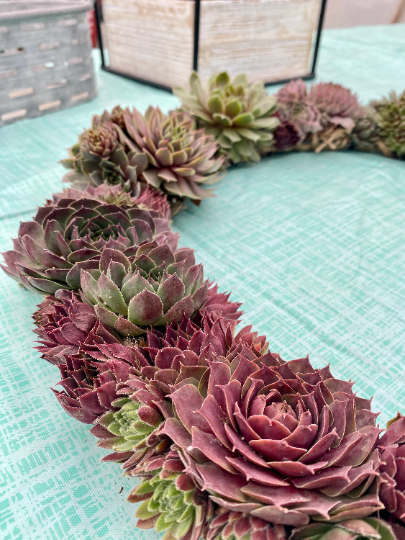 Succulent Door Window Wreath using Live Cold and Frost Hardy Sempervivum Plants - 18 inch