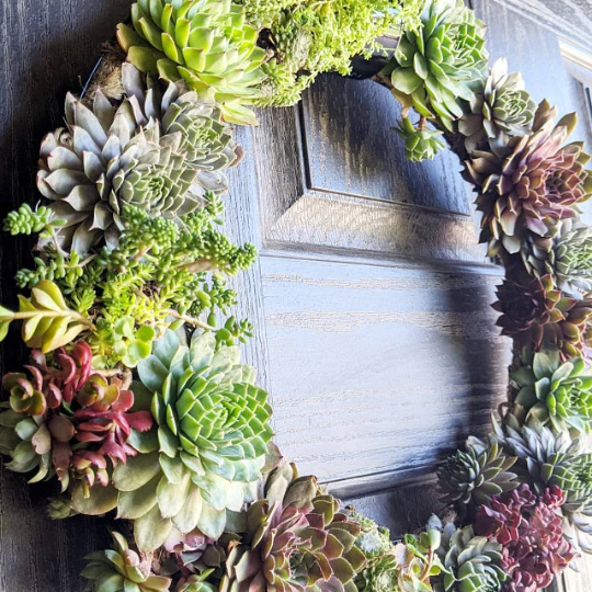 Living Wreath Live Succulent Door or Window Wreath or Table Centerpiece with Frost Hardy Sempervivum Succulents - 16 inch