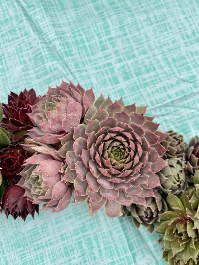 Succulent Door Window Wreath using Live Cold and Frost Hardy Sempervivum Plants - 18 inch