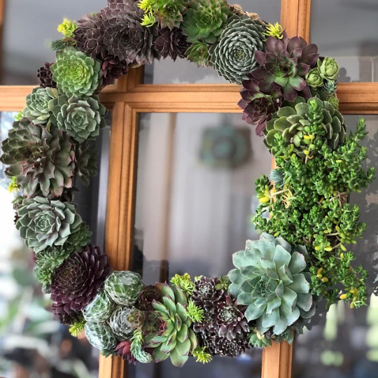 Living Wreath Live Succulent Door or Window Wreath or Table Centerpiece with Frost Hardy Sempervivum Succulents - 16 inch