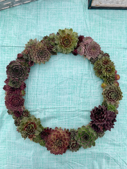 Succulent Door Window Wreath using Live Cold and Frost Hardy Sempervivum Plants - 18 inch