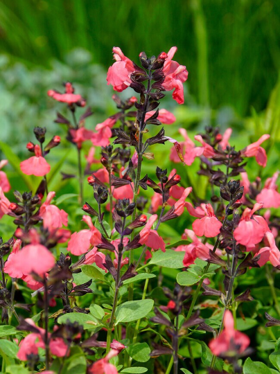Salmon Sage (Salvia greggii 'Mirage™') – 1 Qt Pot