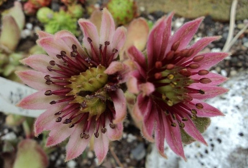 Pacific Spring Frost Succulent - Hens & Chicks Sempervivum Houseleek Plant - 4 inch pot