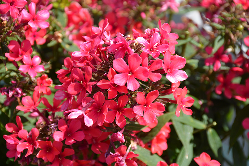 Early Red™ Garden Phlox Flowering Plant - 1 gallon pot