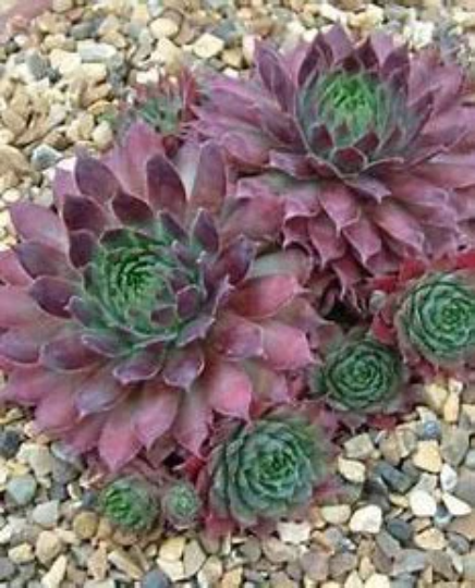 Edge of Night Succulent - Hens and Chicks Sempervivum Plant - 4in pot