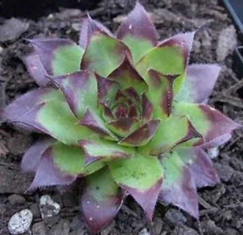 Edge of Night Succulent - Hens and Chicks Sempervivum Plant - 4in pot