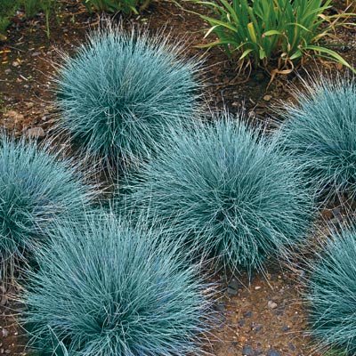 Elijah Blue Festuca - Blue Fescue Ornamental Grass Plant - 1 quart pot