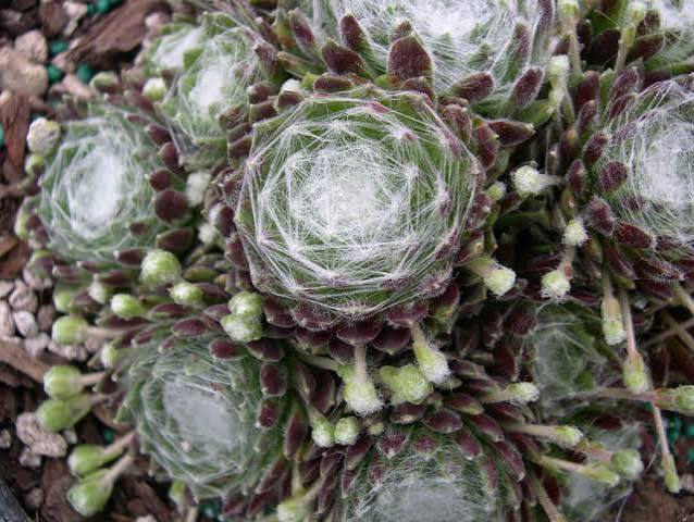 Sempervivum arachnoideum ‘Emily’ – Cobweb Hens & Chicks