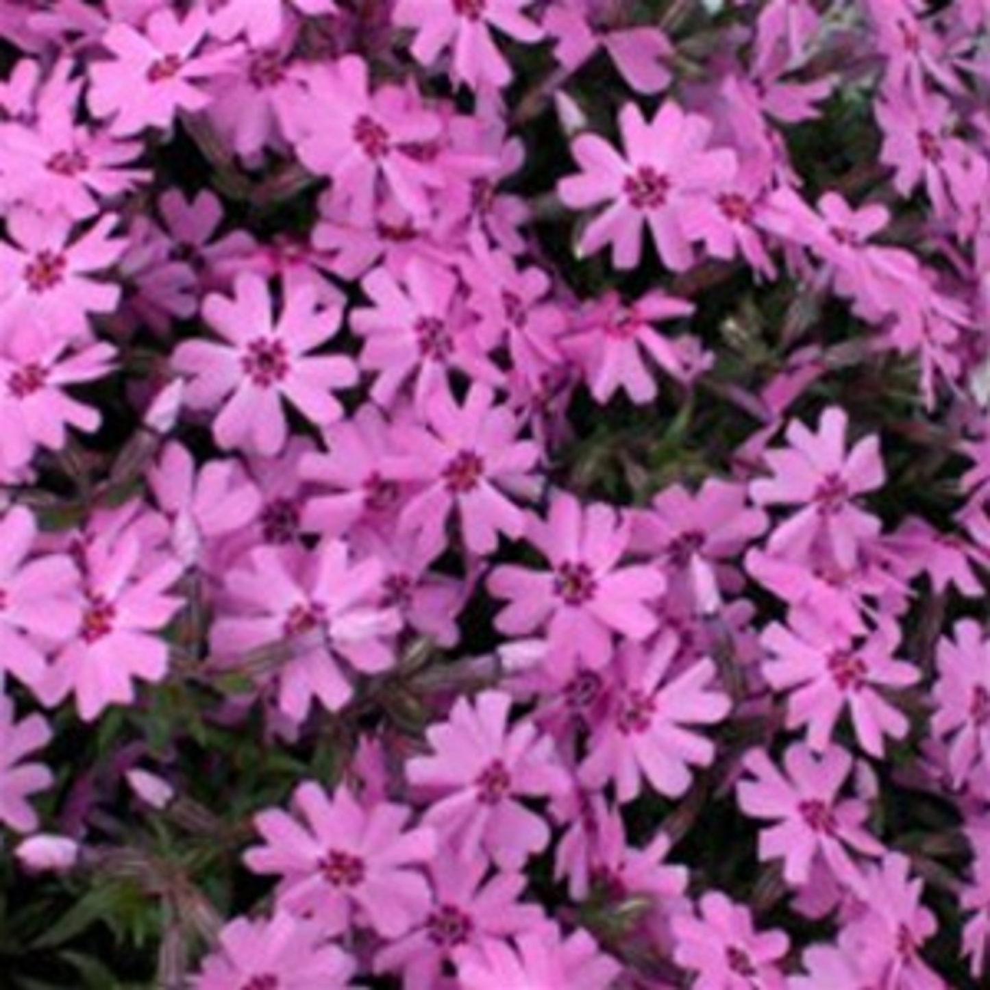Fort Hill Creeping Phlox - Phlox Subulata Phlox Plant - 1 gallon pot