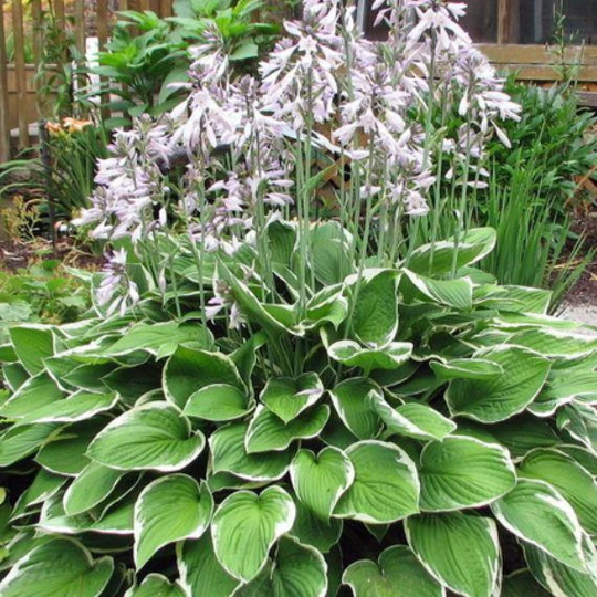 Plantain Lily Hosta Francee Plant - 1 gallon pot