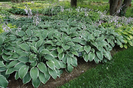 Plantain Lily Hosta Francee Plant - 1 gallon pot