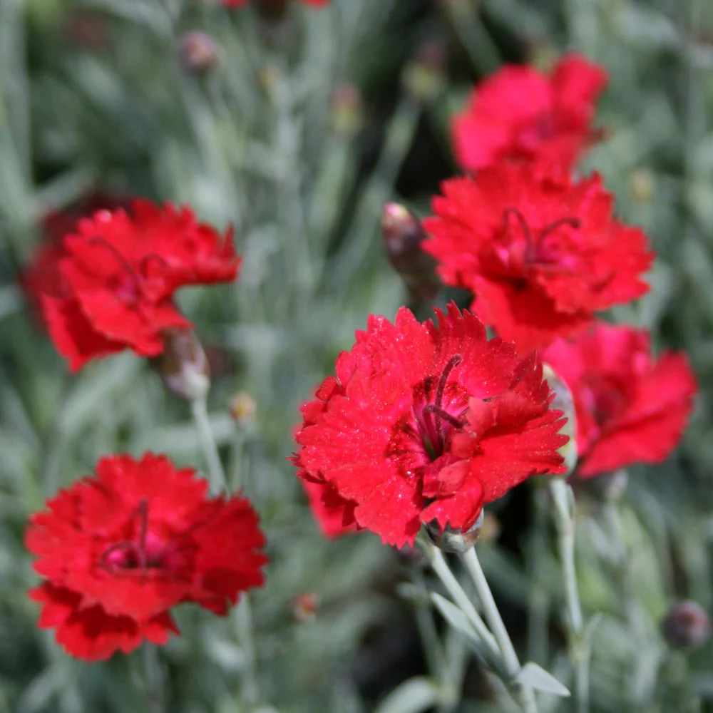 Frosty Fire Dianthus - Gillyflower Plant - Carnation - 1 gallon pot