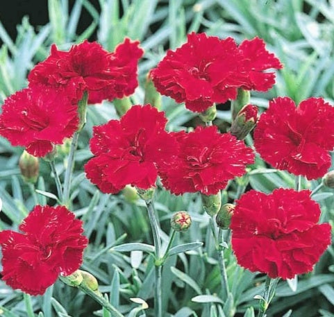 Frosty Fire Dianthus - Gillyflower Plant - Carnation - 1 gallon pot