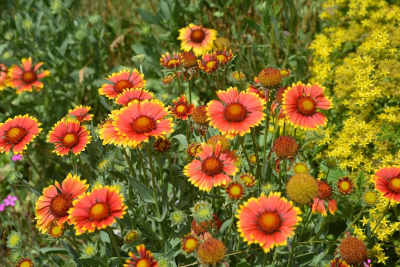 Goblin Blanket Flower - Gaillardia Perennial Plant - 1 quart pot