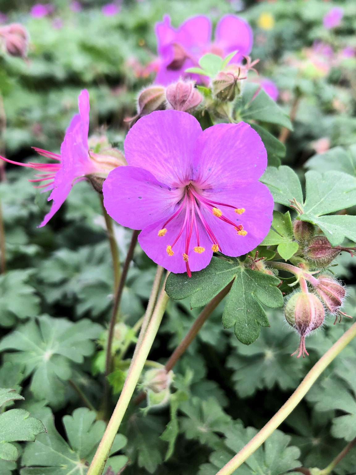 Karmina Cranesbill - Geranium x Cantabrigiense Plant - 1 gallon pot