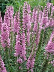 Giles van Hees Spike Speedwell - Veronica Spicata Plant - 1 quart plant