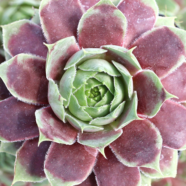 Gold Crown Succulent - Hens & Chicks Houseleek Sempervivum Plant by Chick Charms® - 4 inch pot