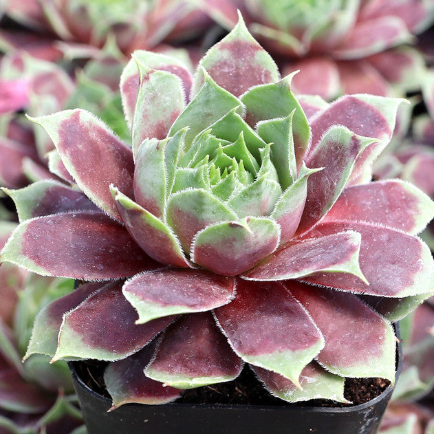 Gold Crown Succulent - Hens & Chicks Houseleek Sempervivum Plant by Chick Charms® - 4 inch pot