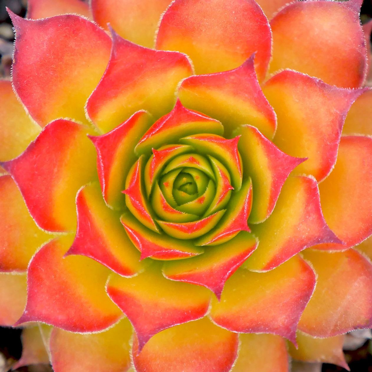 orange yellow succulent Gold Nugget Hens & Chicks – Color-Changing Sempervivum (4” Pot) by Chi – Petal Pushers Nursery