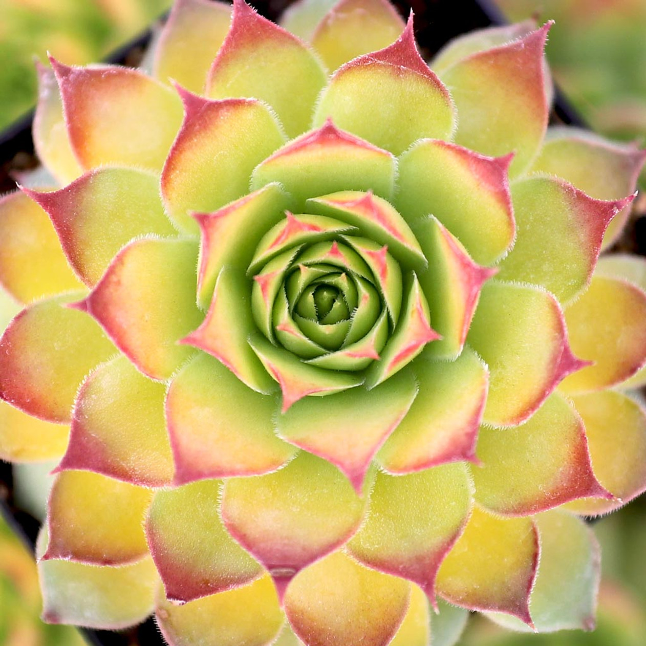 Gold Nugget Succulent Hen and Chicks Sempervivum Plant by Chick Charms® - 4 inch pot