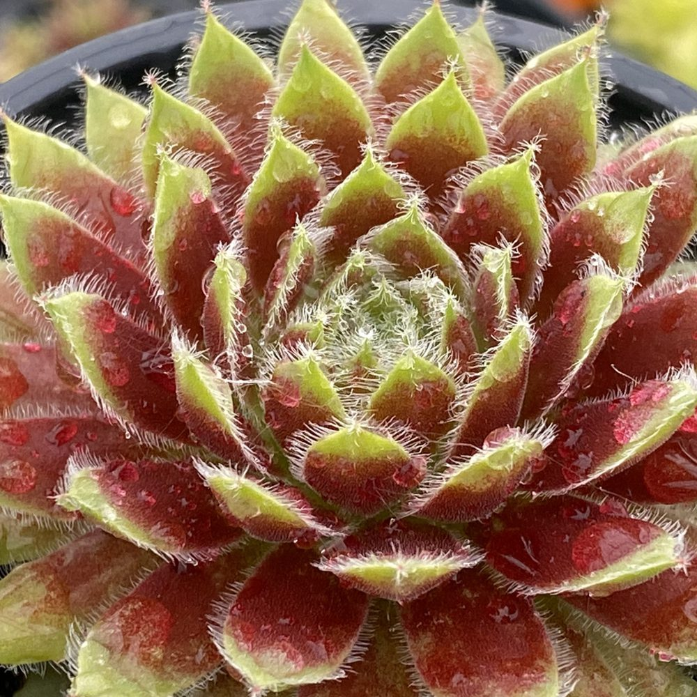 Gold Dust Succulent - Hens & Chicks Houseleek Sempervivum Plant by Chick Charms® - 4 inch pot
