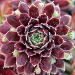Gold Dust Succulent - Hens & Chicks Houseleek Sempervivum Plant by Chick Charms® - 4 inch pot