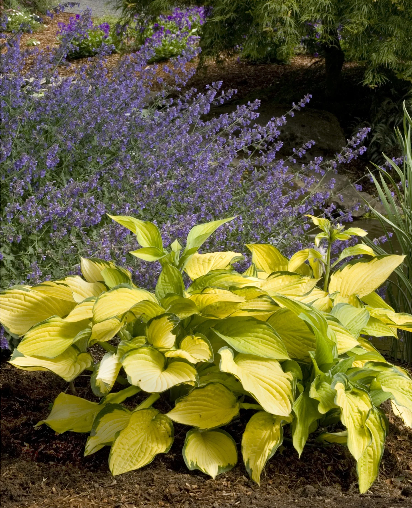 Gold Standard Hosta - Plantain Lily Shade Plant - 1 Gallon Pot