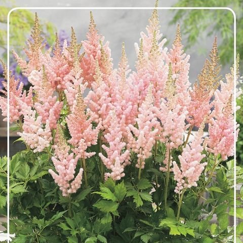 Vision Inferno Astilbe - Chinese Astilbe Chinensis Plant - 1 gallon pot