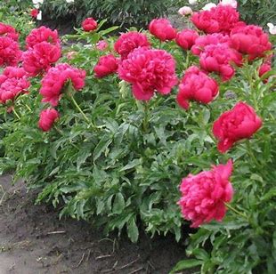 Many Happy Returns Peony - Prize Winning Plant - 1.5 gallon pot