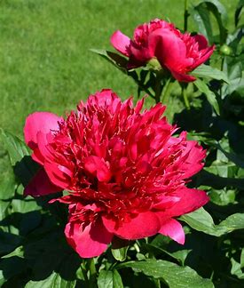 Many Happy Returns Peony - Prize Winning Plant - 1.5 gallon pot