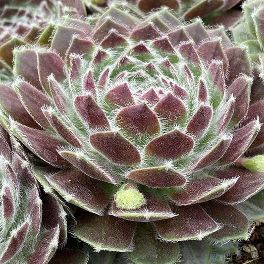 Powdered Pastry Succulent - Hens & Chicks Houseleek Sempervivum Plant by Chick Charms® - 4 inch pot