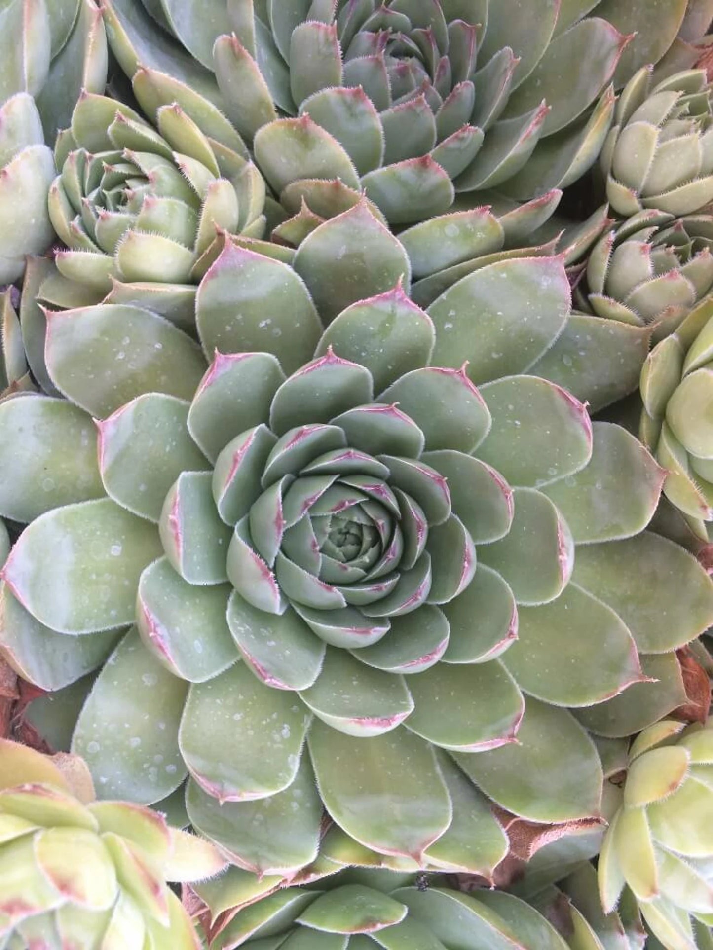 Pluto Succulent - Hens & Chicks Houseleek Sempervivum Plant - 4 inch pot