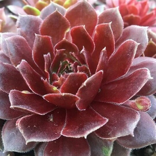 Grape Galaxy Sempervivum Succulent by Chick Charms™ - 4" pot