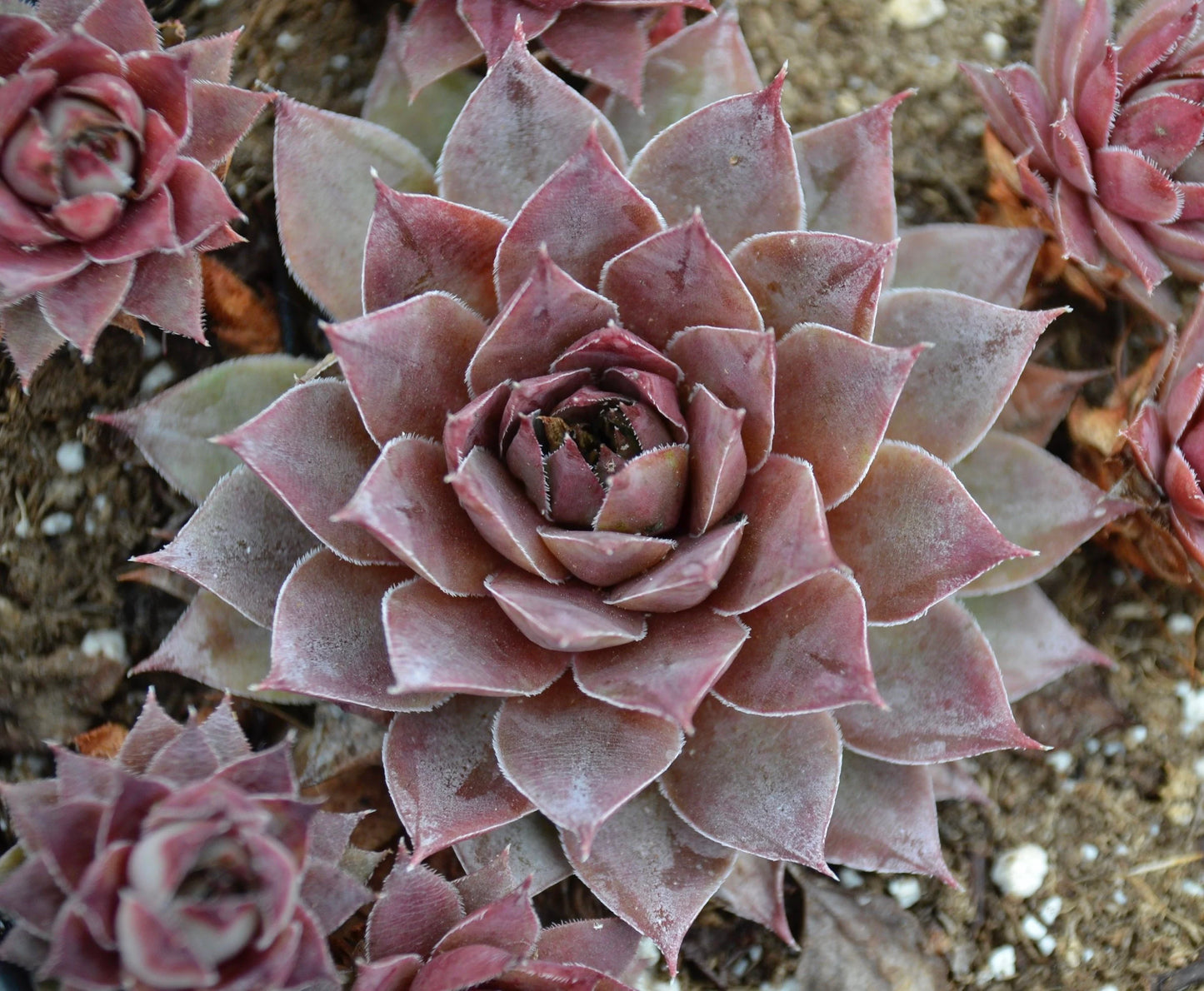 Live Sempervivum Blue Boy Succulent Hens & Chicks Live Succulent Live Plant Blue succulent in 3" Pot,