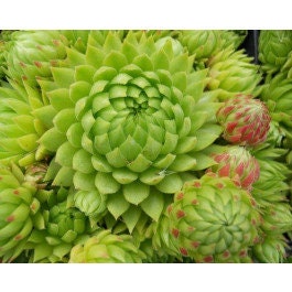 Jovibarba Allionii Succulent - Hens & Chicks Houseleek Sempervivum Plant - 4 inch pot