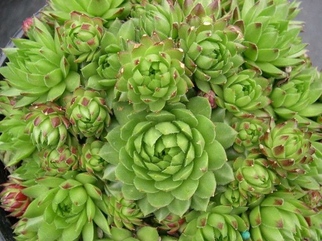 Jovibarba Allionii Succulent - Hens & Chicks Houseleek Sempervivum Plant - 4 inch pot