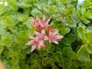 John Creech Succulent - Stonecrop Sedum Plant - 4 inch pot