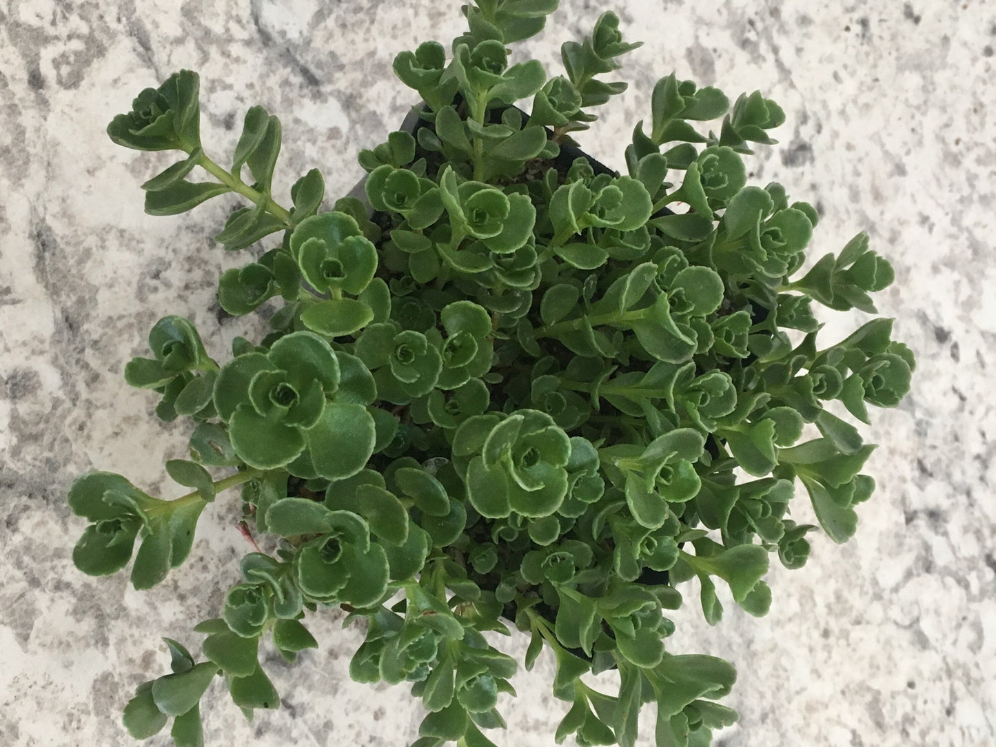 John Creech Succulent - Stonecrop Sedum Plant - 4 inch pot