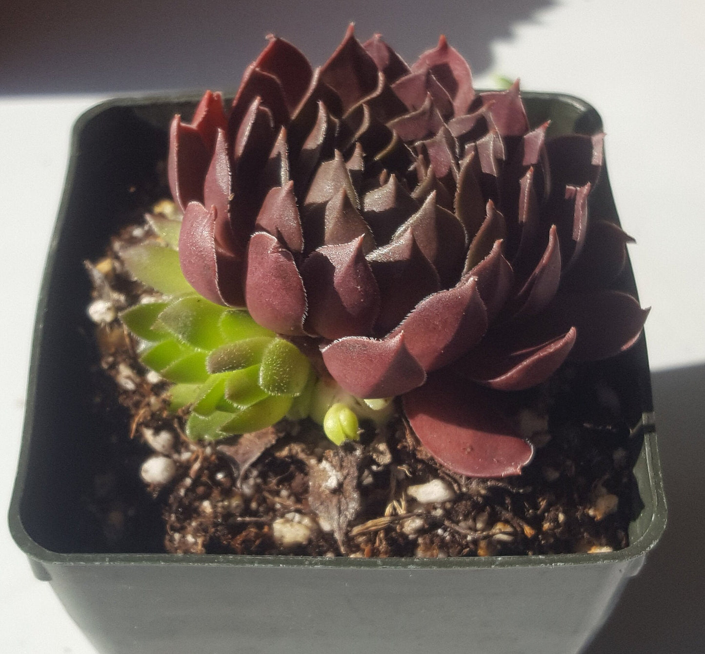 Pacific Shadows Sempervivum, Purple Red Succulent, 4" Pot Live Plant