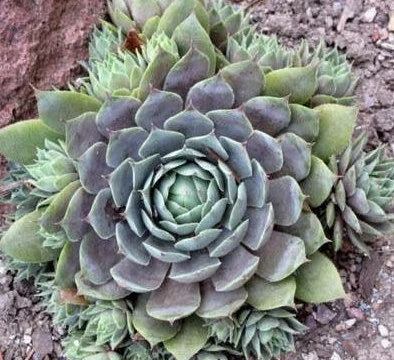 Live Sempervivum Blue Boy Succulent Hens & Chicks Live Succulent Live Plant Blue succulent in 3" Pot,