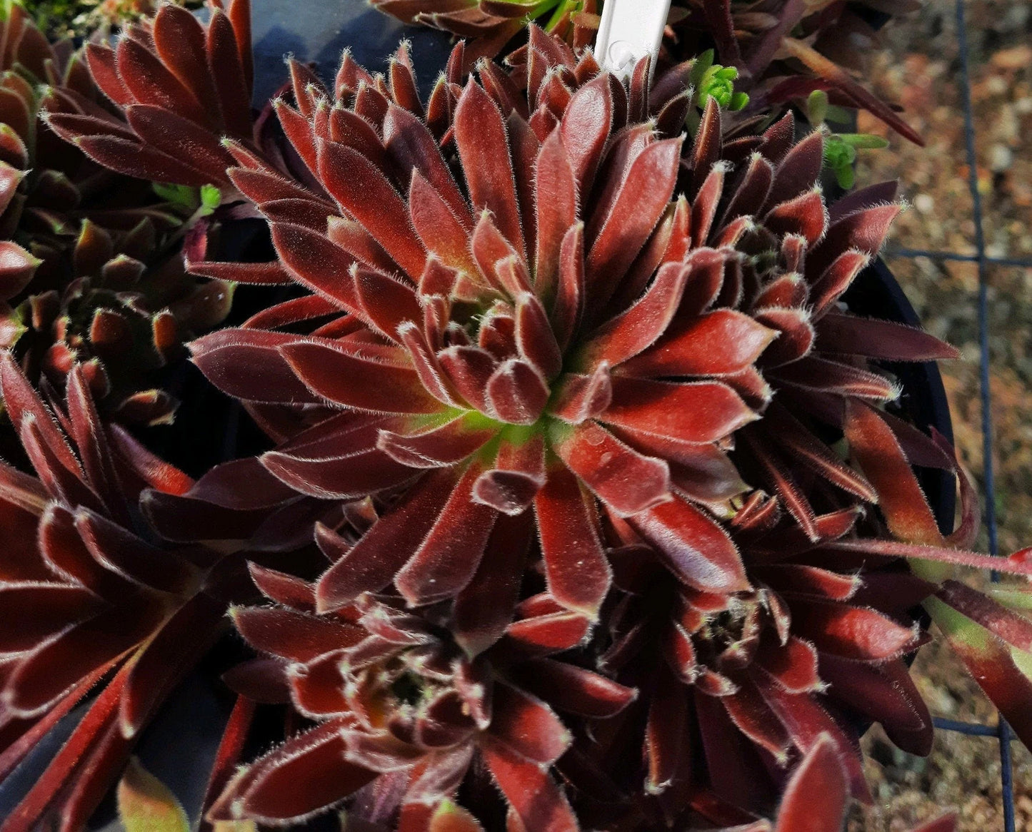 Live Succulent Sempervivum State Fair Hens and Chicks 4 inch Pot