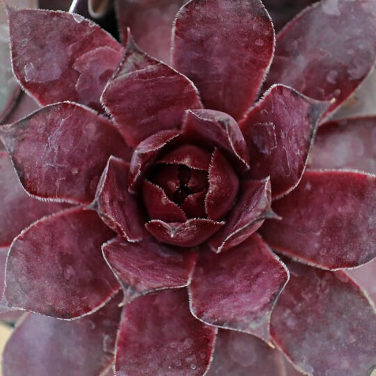 Grape Galaxy Sempervivum Succulent by Chick Charms™ - 4" pot