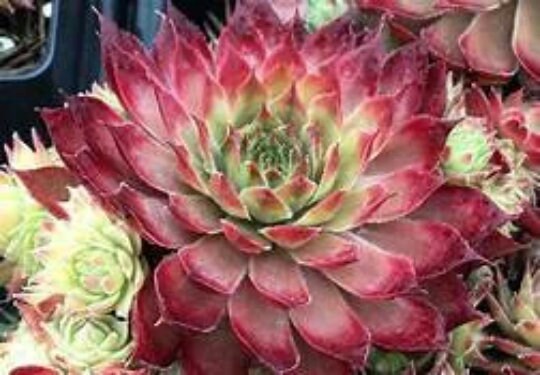 Grape Galaxy Sempervivum Succulent by Chick Charms™ - 4" pot